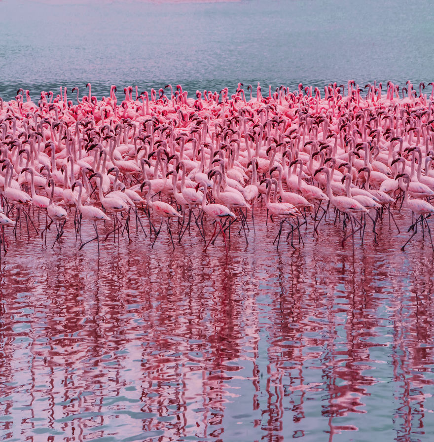 My Only Dream In Kenya Was To See Flamingos, But Everything That I Saw Was Beyond Description (42 Pics)