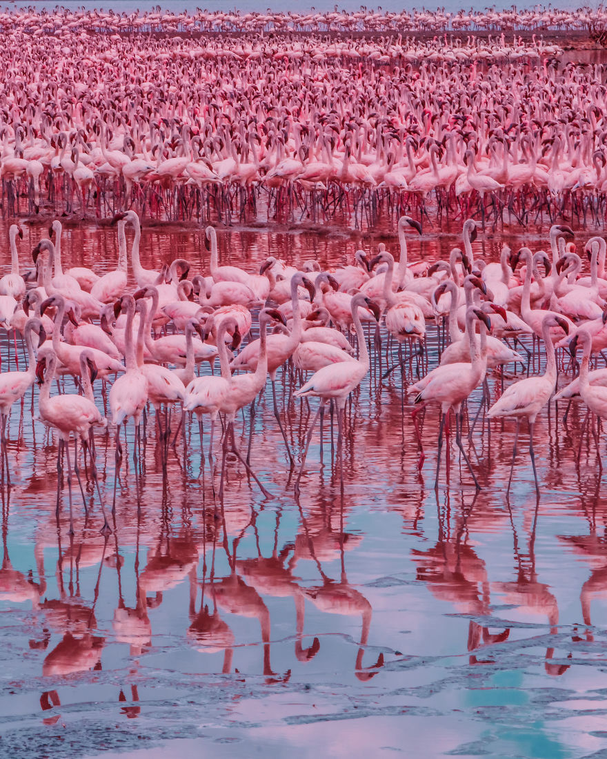 My Only Dream In Kenya Was To See Flamingos, But Everything That I Saw Was Beyond Description (42 Pics)