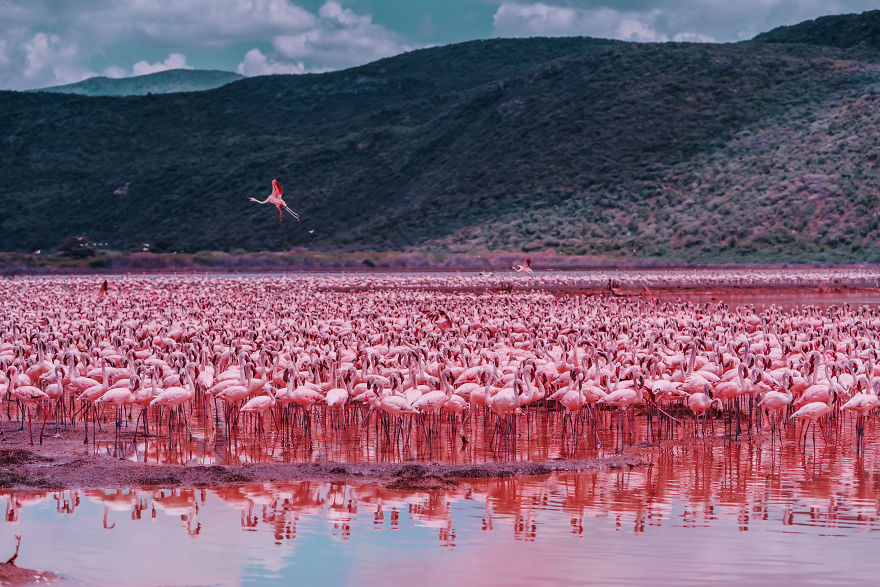My Only Dream In Kenya Was To See Flamingos, But Everything That I Saw Was Beyond Description (42 Pics)