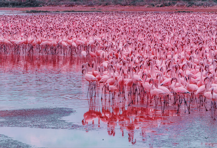 My Only Dream In Kenya Was To See Flamingos, But Everything That I Saw Was Beyond Description (42 Pics)