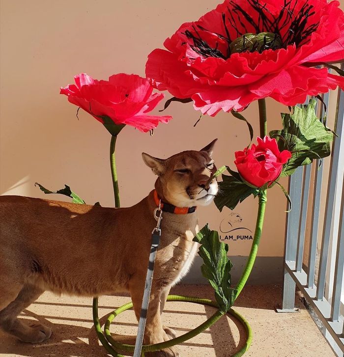 Rescue Puma Can’t Be Released Into The Wild, Lives His Best Life As A Spoiled House Cat (New Pics) Rescue Puma Can’t Be Released Into The Wild, Lives His Best Life As A Spoiled House Cat (New Pics)