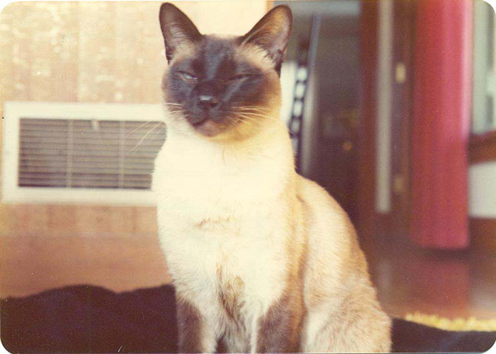 In 1975, This Cat Became A Co-Author Of An Academic Physics Paper On Atomic Behavior At Different Temperatures In 1975, This Cat Became A Co-Author Of An Academic Physics Paper On Atomic Behavior At Different Temperatures
