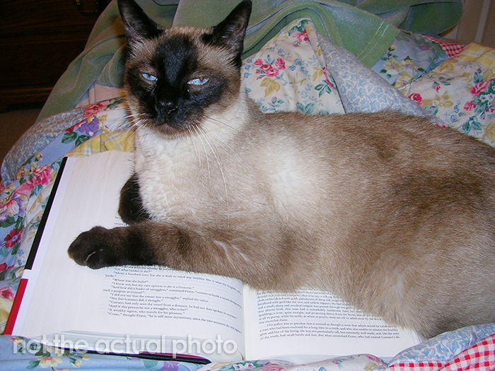 In 1975, This Cat Became A Co-Author Of An Academic Physics Paper On Atomic Behavior At Different Temperatures In 1975, This Cat Became A Co-Author Of An Academic Physics Paper On Atomic Behavior At Different Temperatures