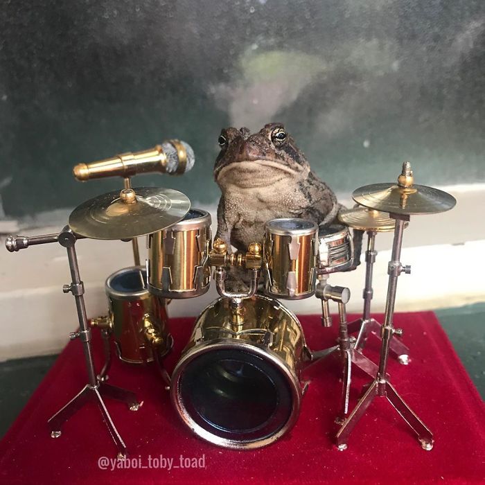 Woman Keeps Photographing Her Toad Doing Human-Like Things In Her Dollhouse And People Are Loving The Pics And The Captions