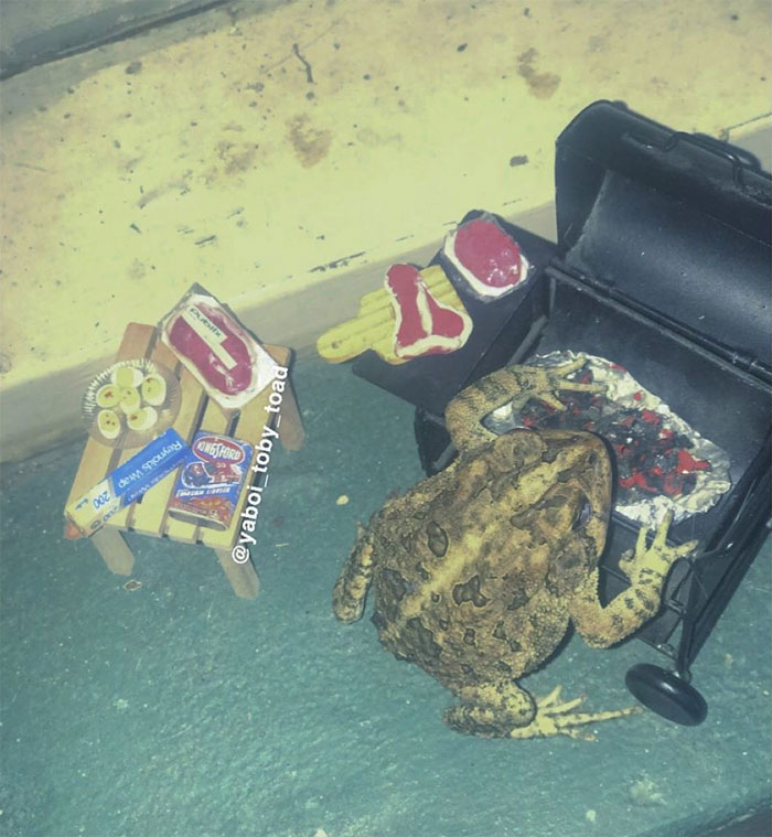 Woman Keeps Photographing Her Toad Doing Human-Like Things In Her Dollhouse And People Are Loving The Pics And The Captions
