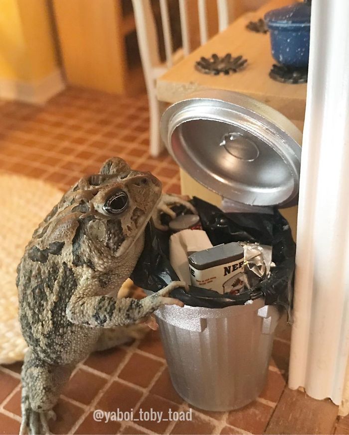 Woman Keeps Photographing Her Toad Doing Human-Like Things In Her Dollhouse And People Are Loving The Pics And The Captions