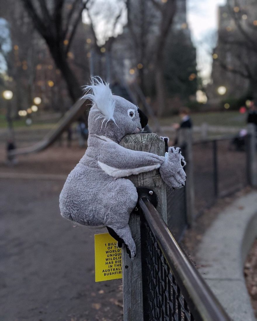 New York City Is Filled With Cute Stuffed Koalas Encouraging People To Donate To Australia (23 Pics) New York City Is Filled With Cute Stuffed Koalas Encouraging People To Donate To Australia (23 Pics)