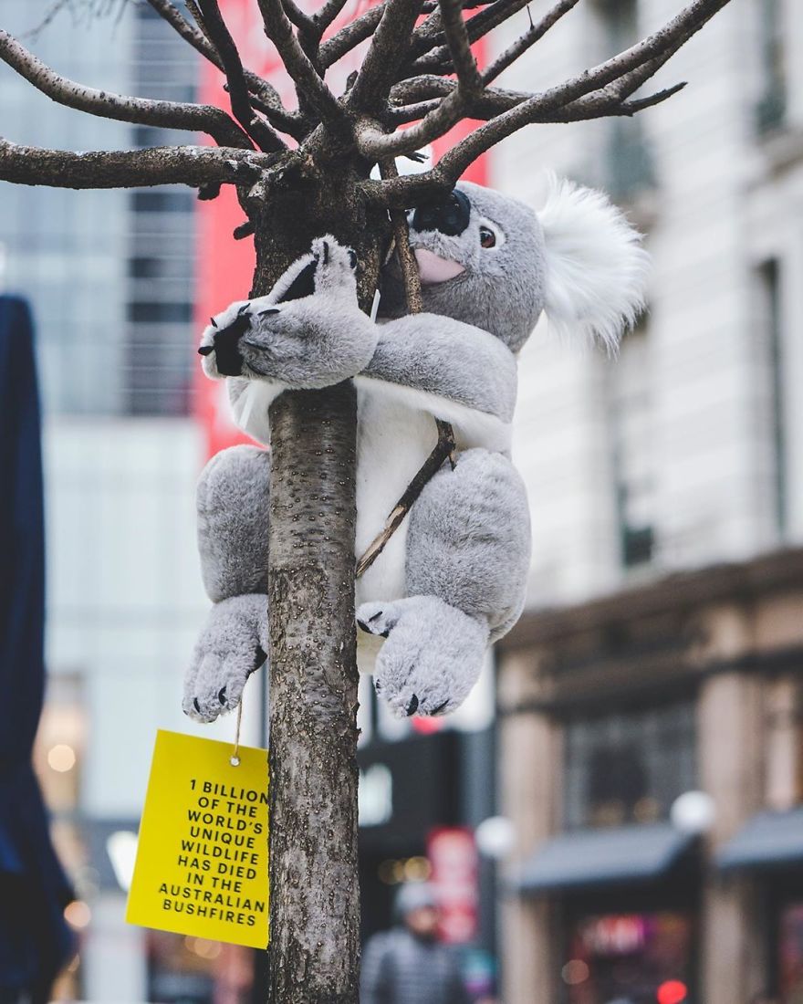 New York City Is Filled With Cute Stuffed Koalas Encouraging People To Donate To Australia (23 Pics) New York City Is Filled With Cute Stuffed Koalas Encouraging People To Donate To Australia (23 Pics)