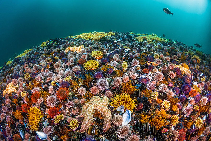 30 Stunning Winning Photos From The Ocean Art 2019 Contest 30 Stunning Winning Photos From The Ocean Art 2019 Contest