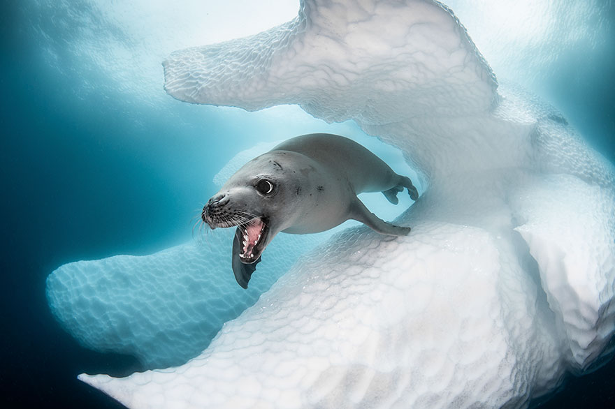 30 Stunning Winning Photos From The Ocean Art 2019 Contest 30 Stunning Winning Photos From The Ocean Art 2019 Contest