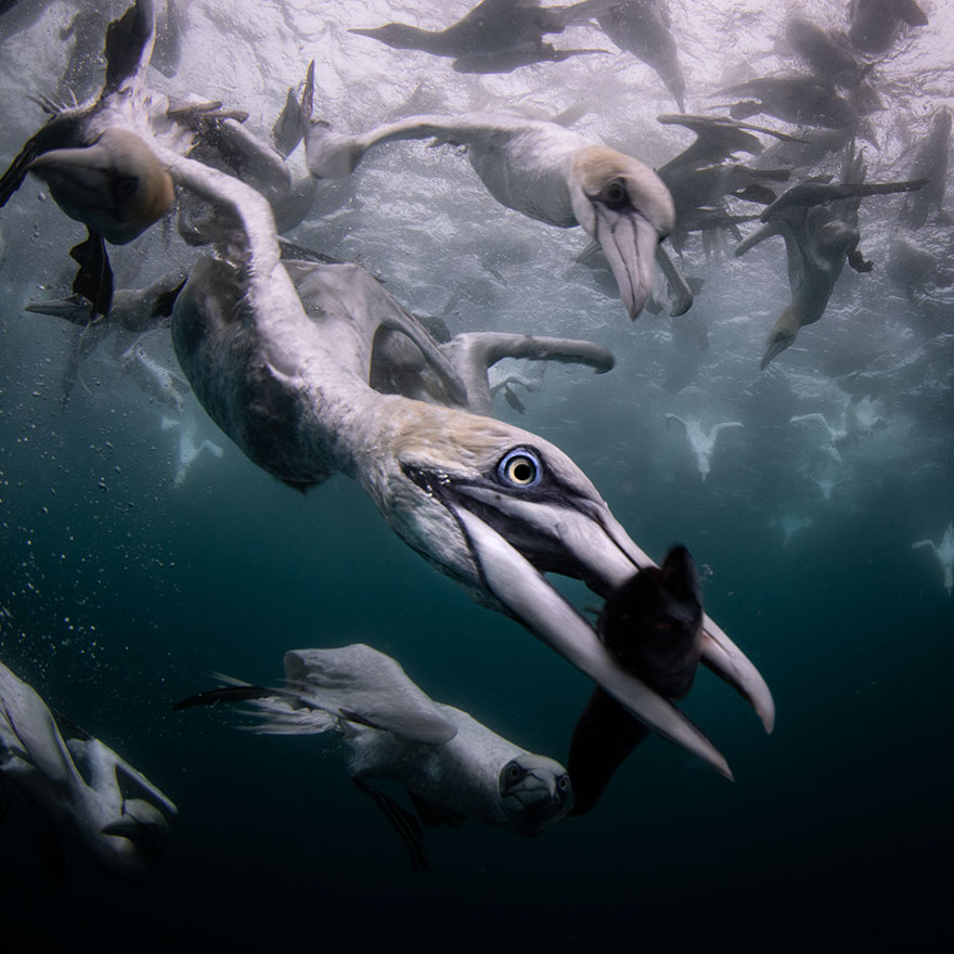 30 Stunning Winning Photos From The Ocean Art 2019 Contest 30 Stunning Winning Photos From The Ocean Art 2019 Contest