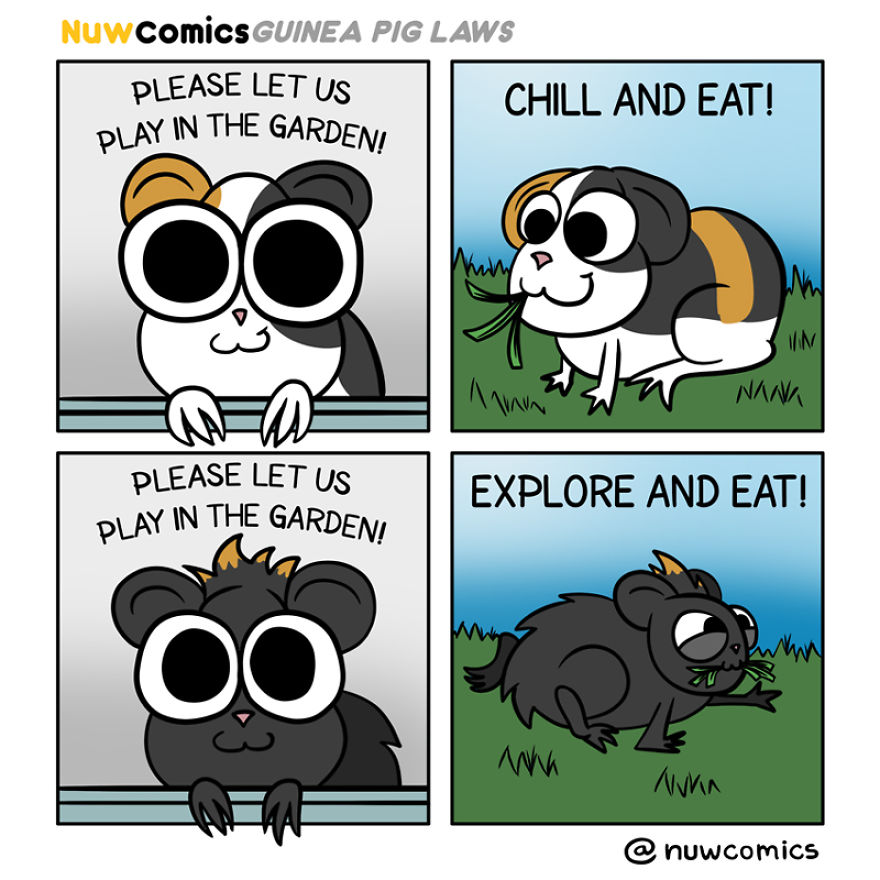After 8 Amazing Years Of Owning My Guinea Pigs, I Created Tribute Comics For Them After 8 Amazing Years Of Owning My Guinea Pigs, I Created Tribute Comics For Them