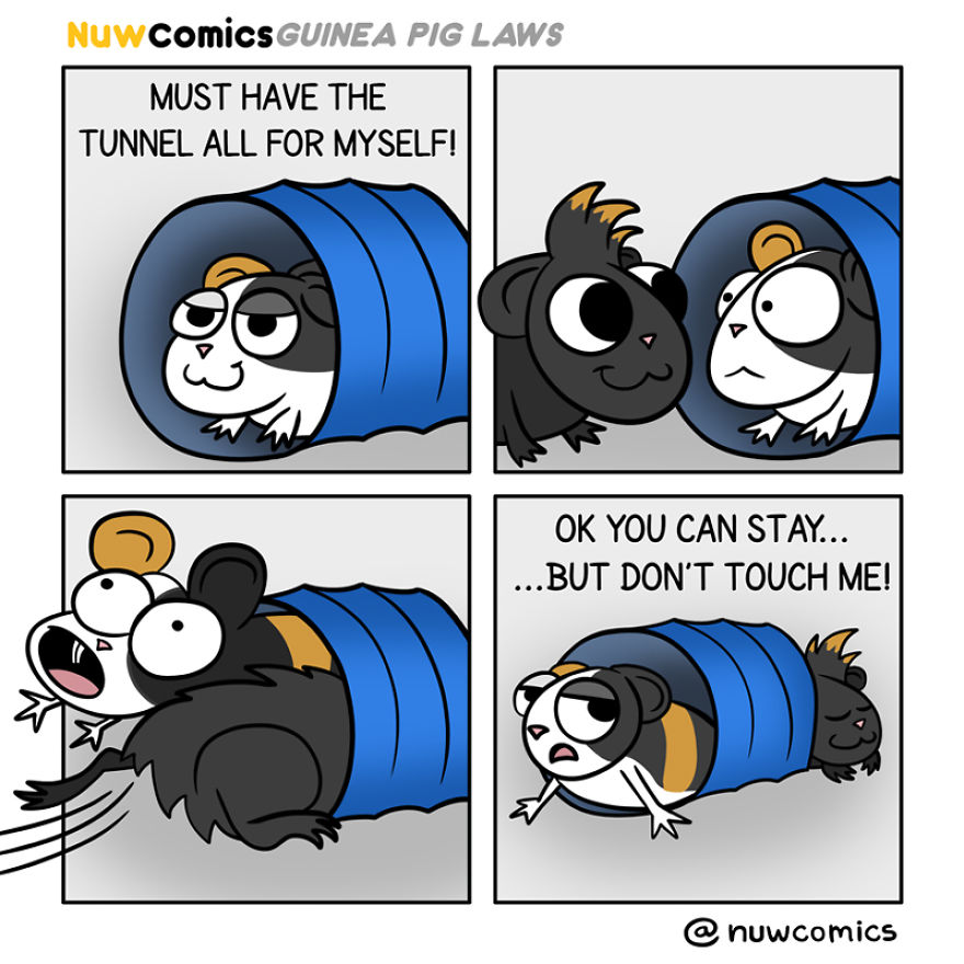 After 8 Amazing Years Of Owning My Guinea Pigs, I Created Tribute Comics For Them After 8 Amazing Years Of Owning My Guinea Pigs, I Created Tribute Comics For Them