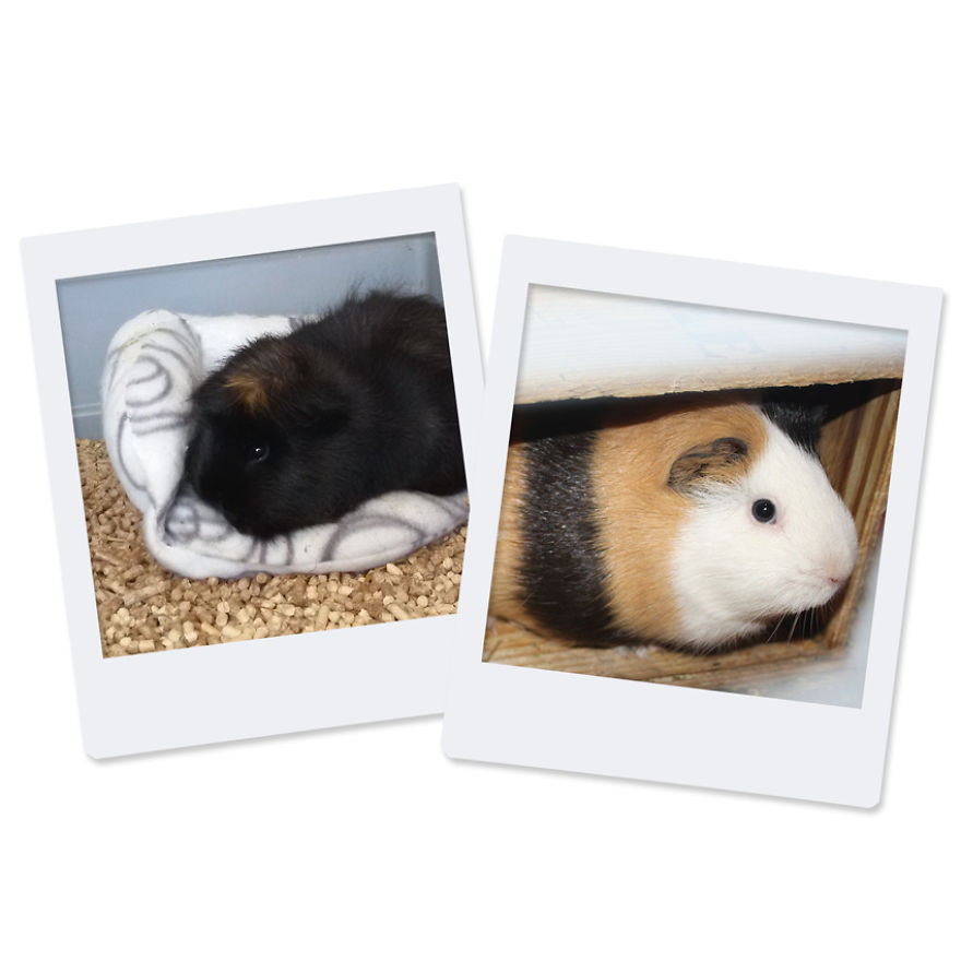 After 8 Amazing Years Of Owning My Guinea Pigs, I Created Tribute Comics For Them After 8 Amazing Years Of Owning My Guinea Pigs, I Created Tribute Comics For Them
