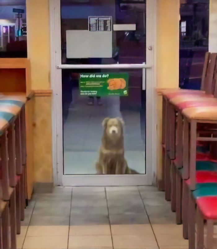 Stray Dog Visits Subway Every Day For A Free Sandwich Stray Dog Visits Subway Every Day For A Free Sandwich