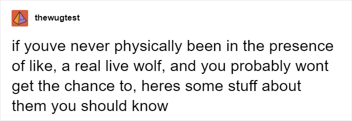 Someone Who Got To Know Wolves Lists The Things We Might Not Know About Them