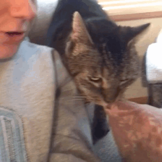 Woman Posts A Story About Adopting A Cat Named After A Breakfast Sandwich, It Goes Viral