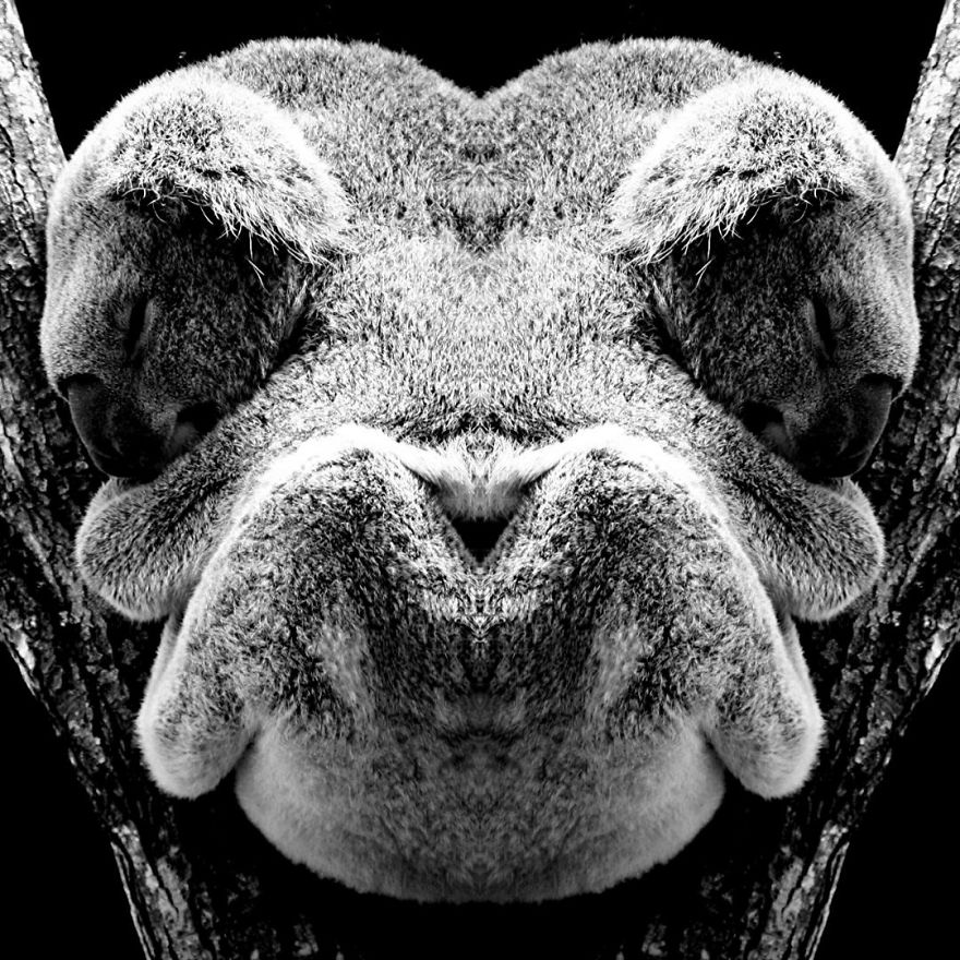 I Mirrored Koalas To Make People Reflect