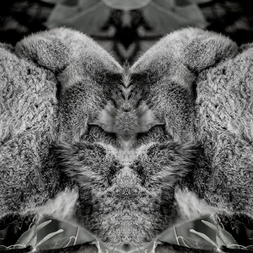 I Mirrored Koalas To Make People Reflect