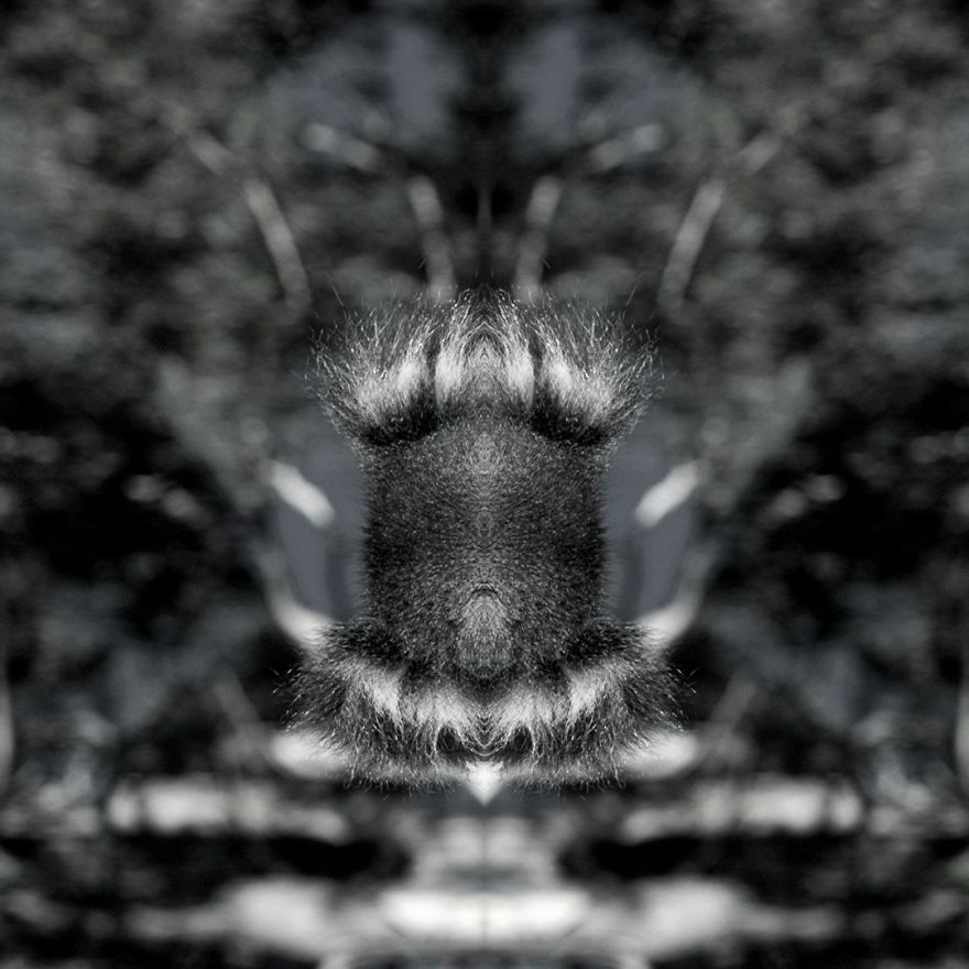 I Mirrored Koalas To Make People Reflect