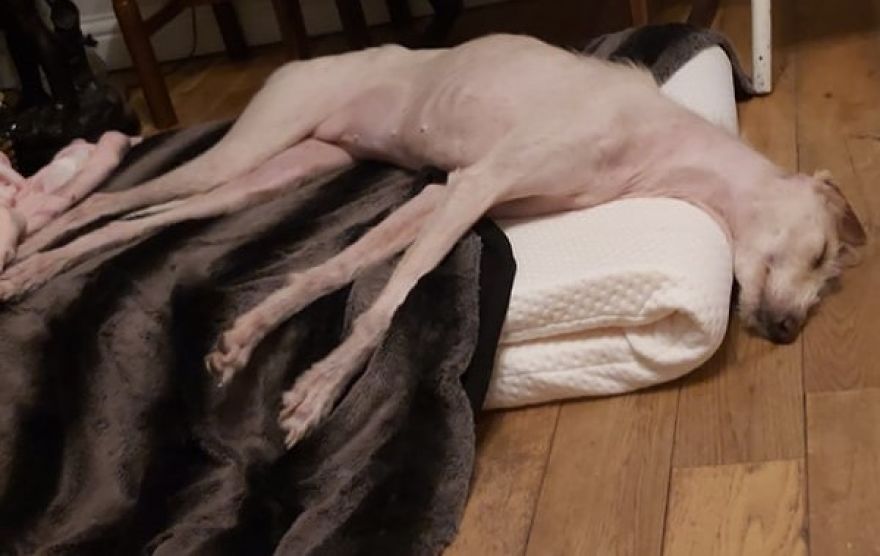 Dog Is Found In The Streets On The Brink Of Death, Makes A Miraculous Recovery Dog Is Found In The Streets On The Brink Of Death, Makes A Miraculous Recovery