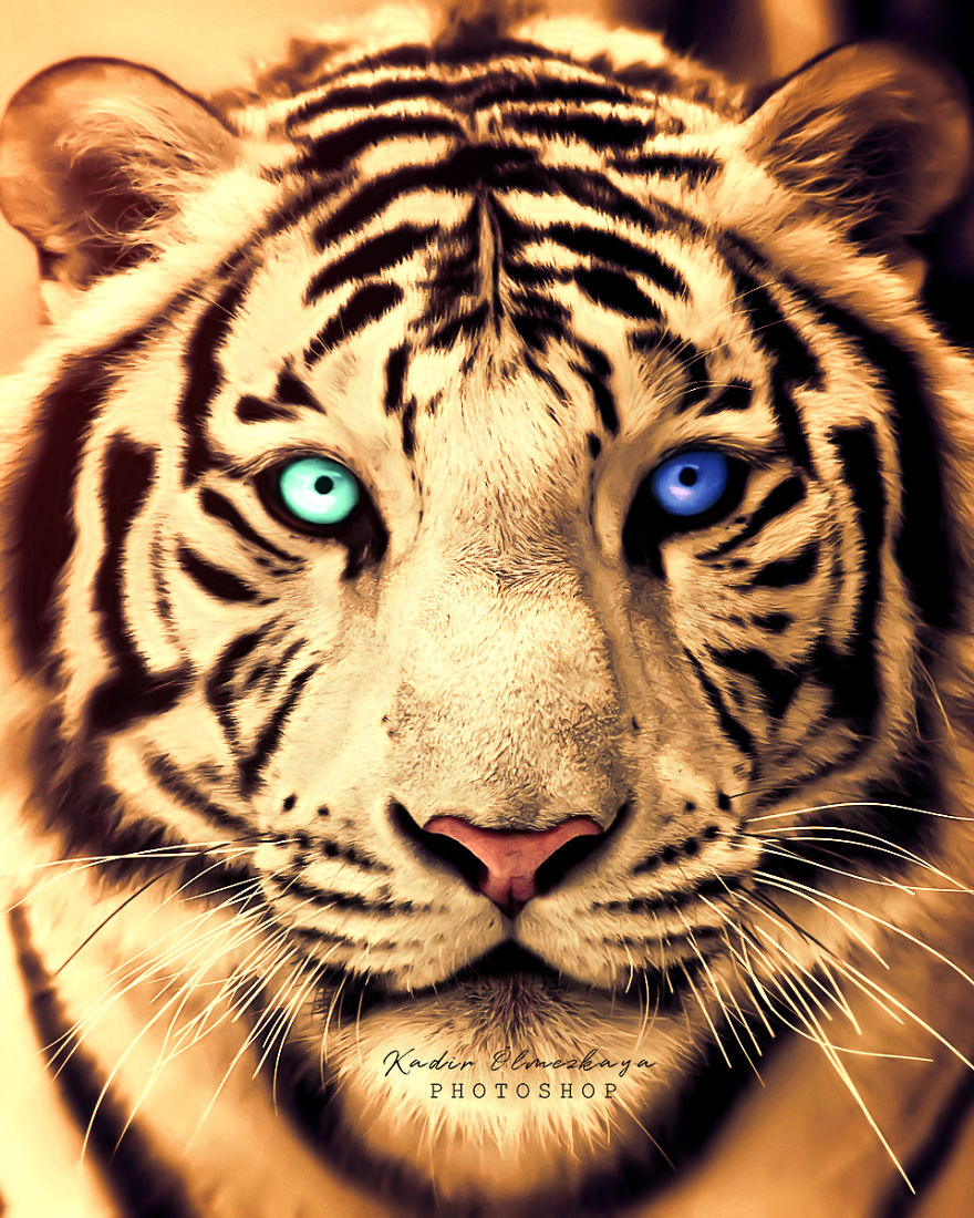 I Create Animal Photo Manipulations