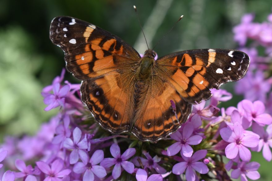 I Photograph Butterflies