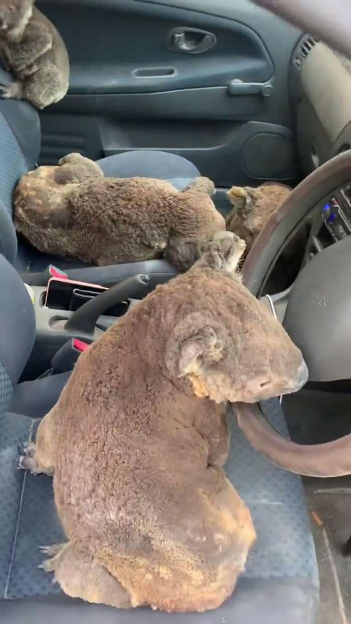 Australian Teens Save As Many Koalas As They Can By Driving Around And Searching For All The Live Ones Australian Teens Save As Many Koalas As They Can By Driving Around And Searching For All The Live Ones