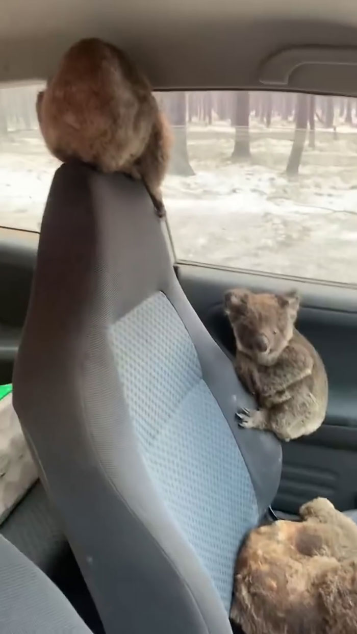 Australian Teens Save As Many Koalas As They Can By Driving Around And Searching For All The Live Ones Australian Teens Save As Many Koalas As They Can By Driving Around And Searching For All The Live Ones