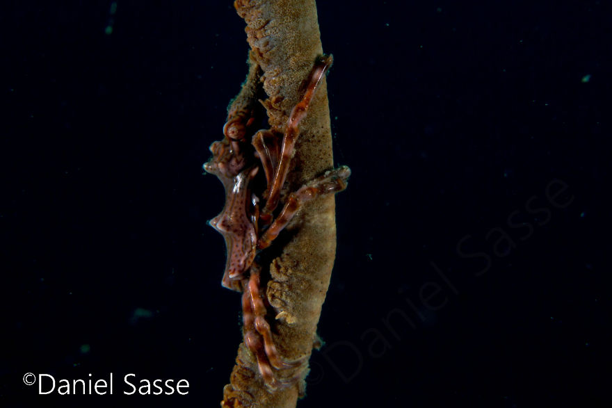 I Do Underwater Photography And It’s Not Easy I Do Underwater Photography And It’s Not Easy