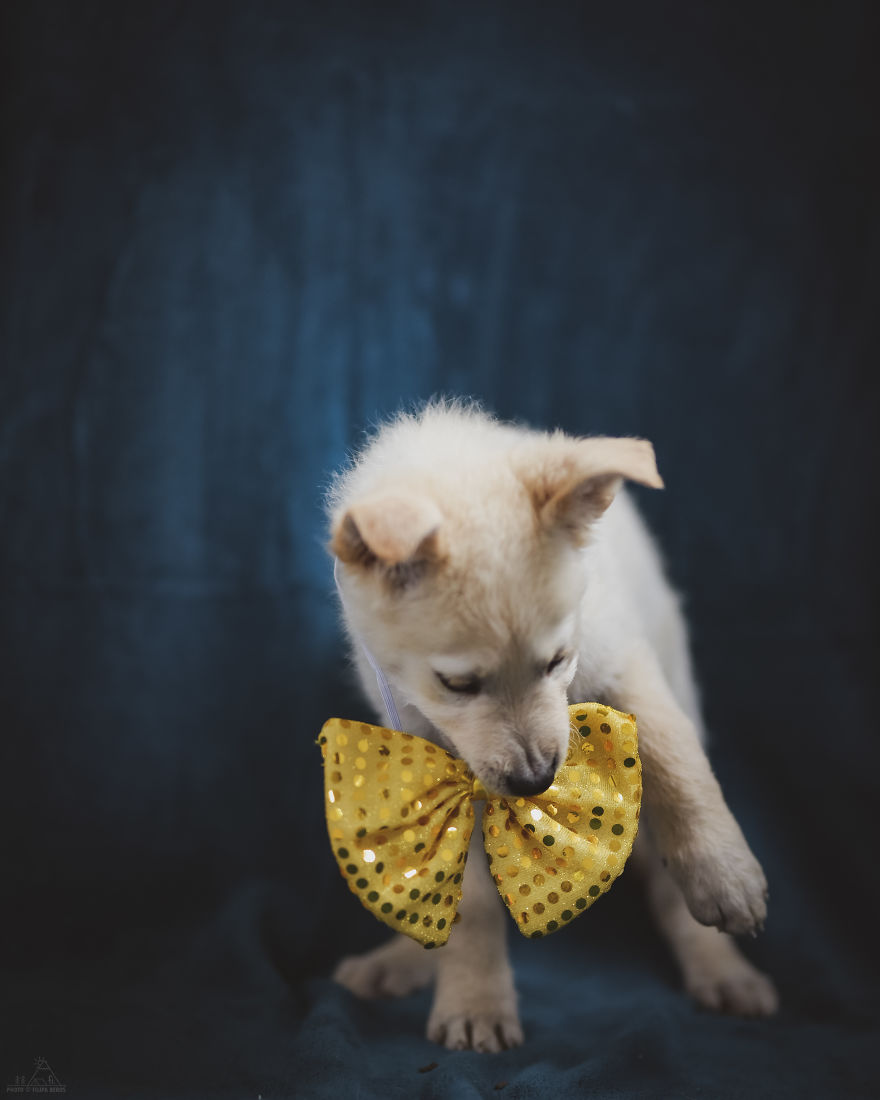 I Did A Photoshoot Of Shelter Dogs, And They All Got Adopted I Did A Photoshoot Of Shelter Dogs, And They All Got Adopted