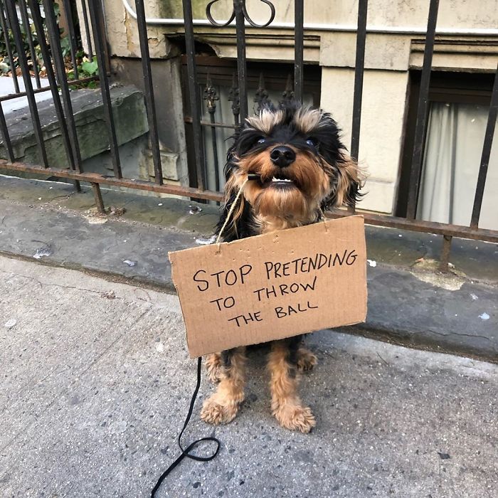 Dog Protests Annoying Everyday Things With Funny Signs (12 Pics) Dog Protests Annoying Everyday Things With Funny Signs (12 Pics)