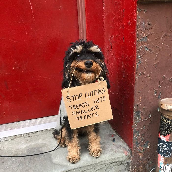 Dog Protests Annoying Everyday Things With Funny Signs (12 Pics) Dog Protests Annoying Everyday Things With Funny Signs (12 Pics)