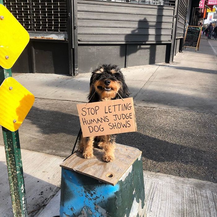 Dog Protests Annoying Everyday Things With Funny Signs (12 Pics) Dog Protests Annoying Everyday Things With Funny Signs (12 Pics)