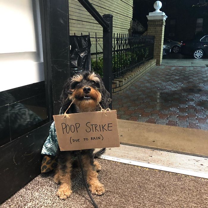 Dog Protests Annoying Everyday Things With Funny Signs (12 Pics) Dog Protests Annoying Everyday Things With Funny Signs (12 Pics)