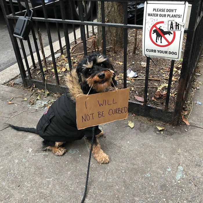 Dog Protests Annoying Everyday Things With Funny Signs (12 Pics) Dog Protests Annoying Everyday Things With Funny Signs (12 Pics)