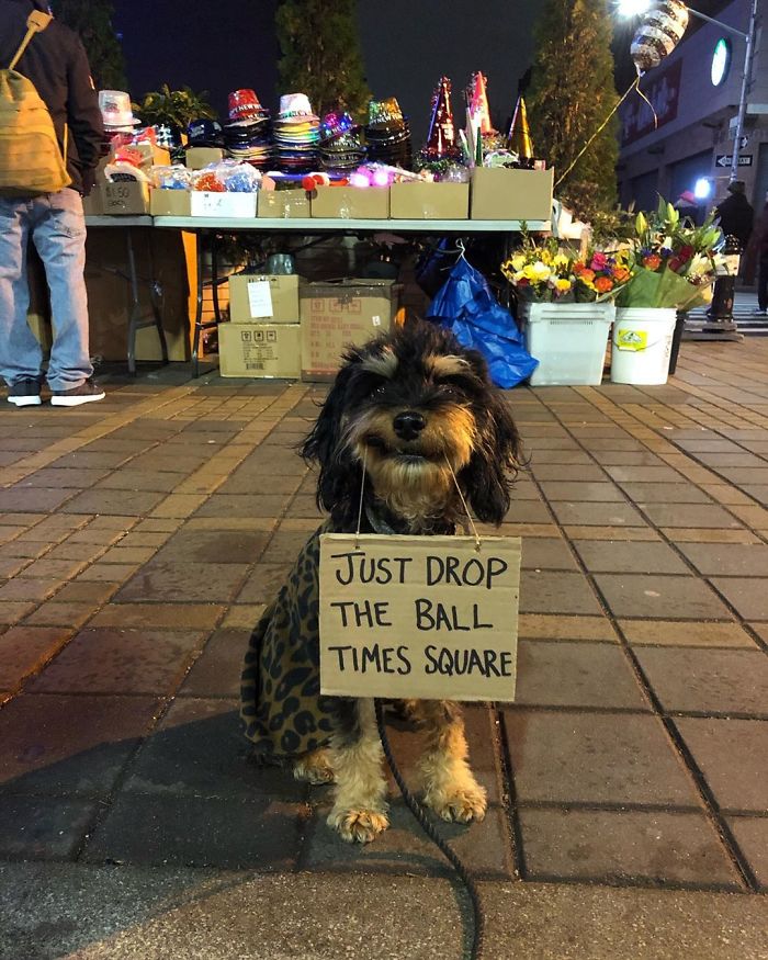 Dog Protests Annoying Everyday Things With Funny Signs (12 Pics) Dog Protests Annoying Everyday Things With Funny Signs (12 Pics)