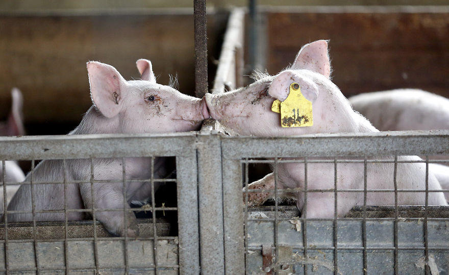 Andrew Skowron Exposes The Everyday Reality Of Farm Animals And It Might Turn You Into A Vegetarian (30 Pics) Andrew Skowron Exposes The Everyday Reality Of Farm Animals And It Might Turn You Into A Vegetarian (30 Pics)