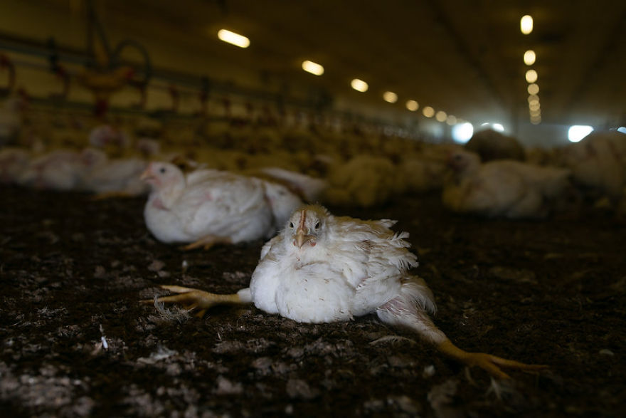 Andrew Skowron Exposes The Everyday Reality Of Farm Animals And It Might Turn You Into A Vegetarian (30 Pics) Andrew Skowron Exposes The Everyday Reality Of Farm Animals And It Might Turn You Into A Vegetarian (30 Pics)