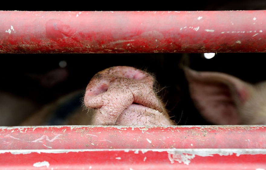 Andrew Skowron Exposes The Everyday Reality Of Farm Animals And It Might Turn You Into A Vegetarian (30 Pics) Andrew Skowron Exposes The Everyday Reality Of Farm Animals And It Might Turn You Into A Vegetarian (30 Pics)