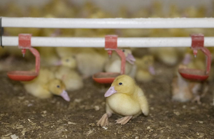 Andrew Skowron Exposes The Everyday Reality Of Farm Animals And It Might Turn You Into A Vegetarian (30 Pics) Andrew Skowron Exposes The Everyday Reality Of Farm Animals And It Might Turn You Into A Vegetarian (30 Pics)