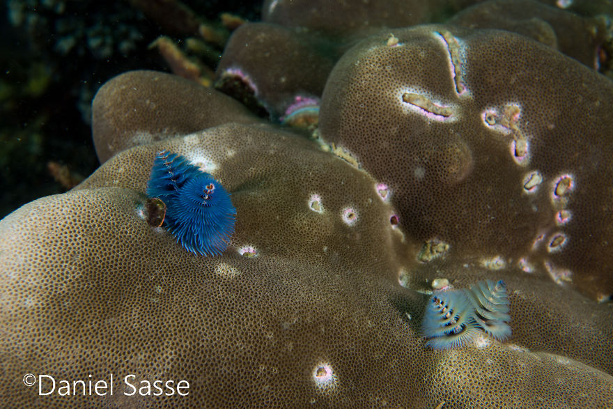 Here Are Some Underwater Christmas Trees I Photographed Here Are Some Underwater Christmas Trees I Photographed