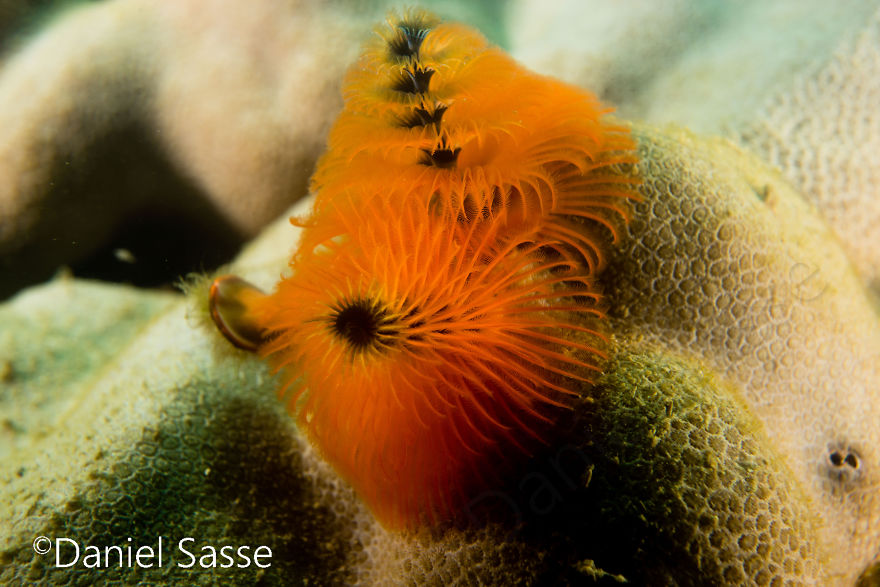 Here Are Some Underwater Christmas Trees I Photographed Here Are Some Underwater Christmas Trees I Photographed