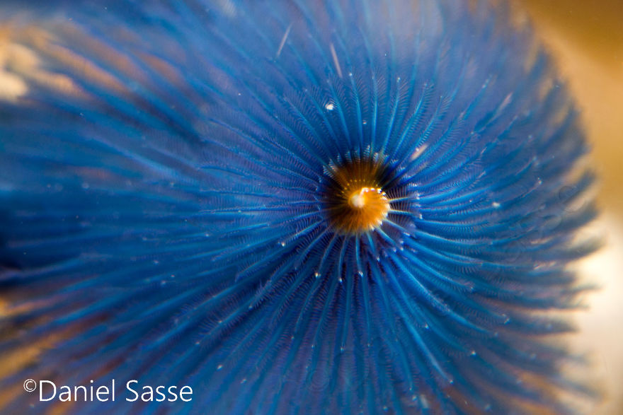 Here Are Some Underwater Christmas Trees I Photographed Here Are Some Underwater Christmas Trees I Photographed