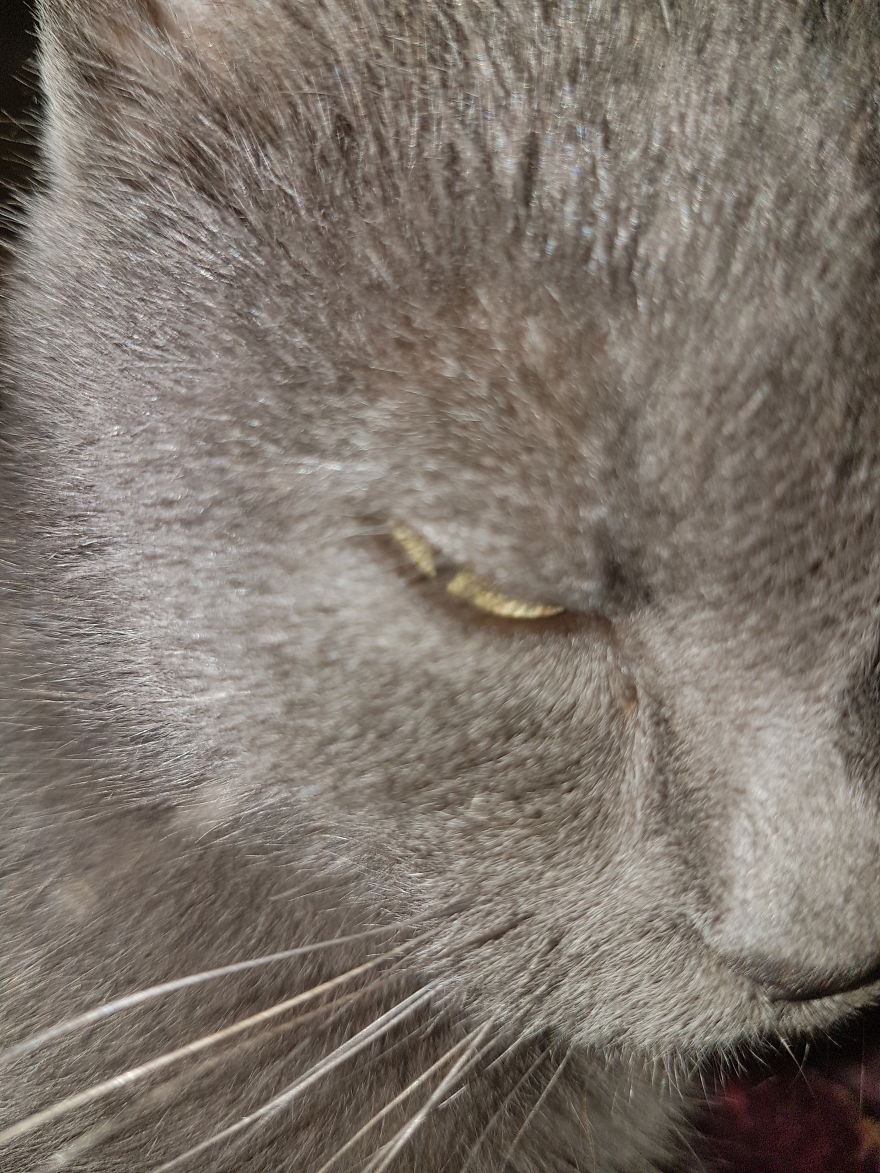 Why Does My Cat Hate Me?