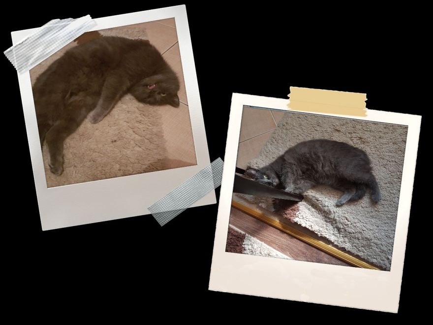 Why Does My Cat Hate Me?