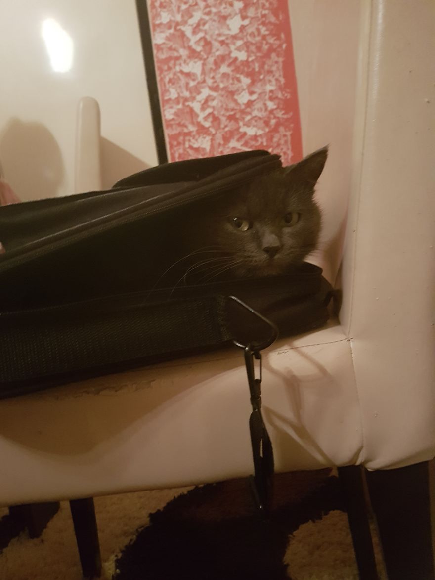 Why Does My Cat Hate Me?