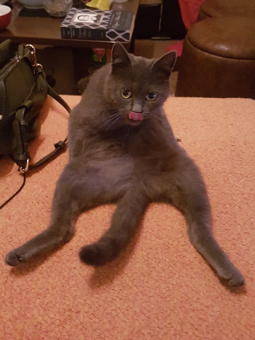 Why Does My Cat Hate Me?