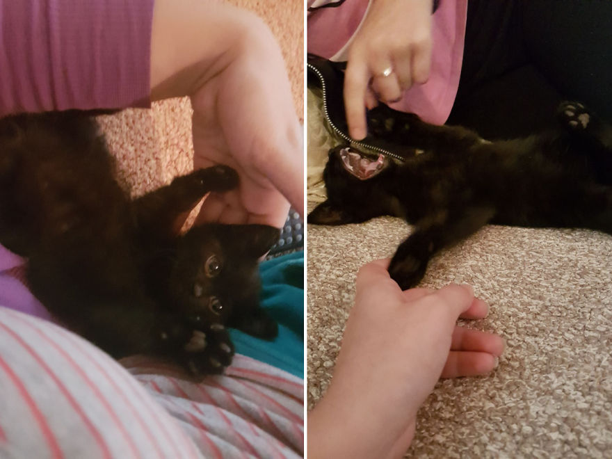 Why Does My Cat Hate Me?