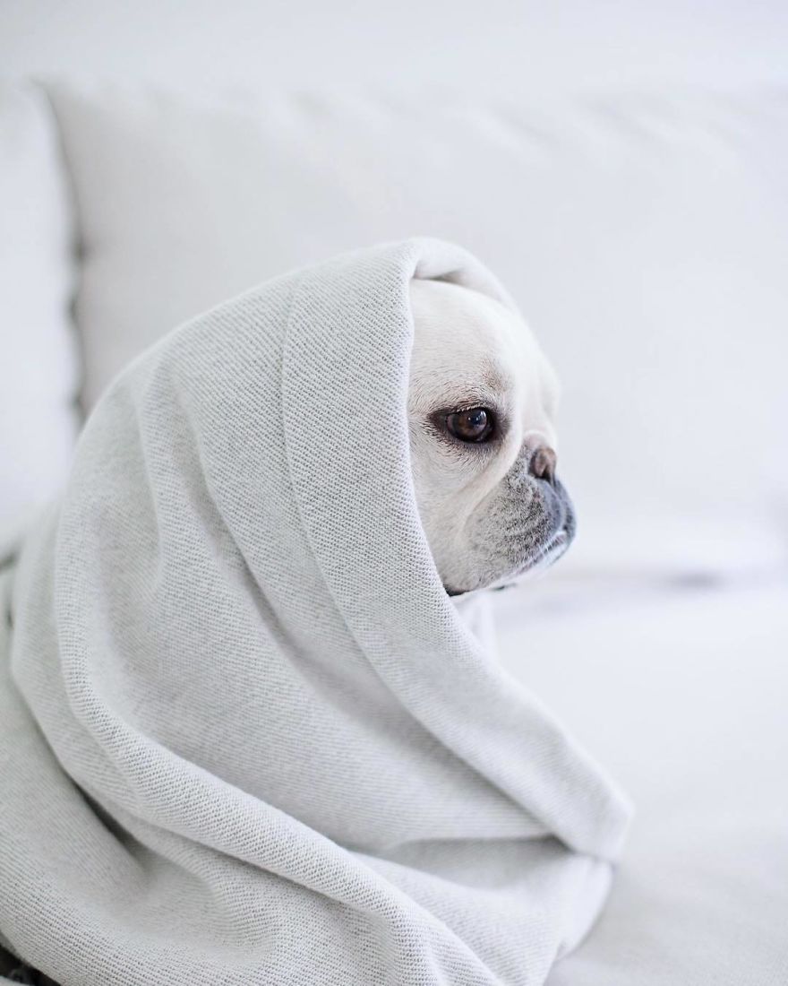 Meet This Adorable Pair Of French Bulldogs That Are Impossible Not To Love (58 Pics) Meet This Adorable Pair Of French Bulldogs That Are Impossible Not To Love (58 Pics)